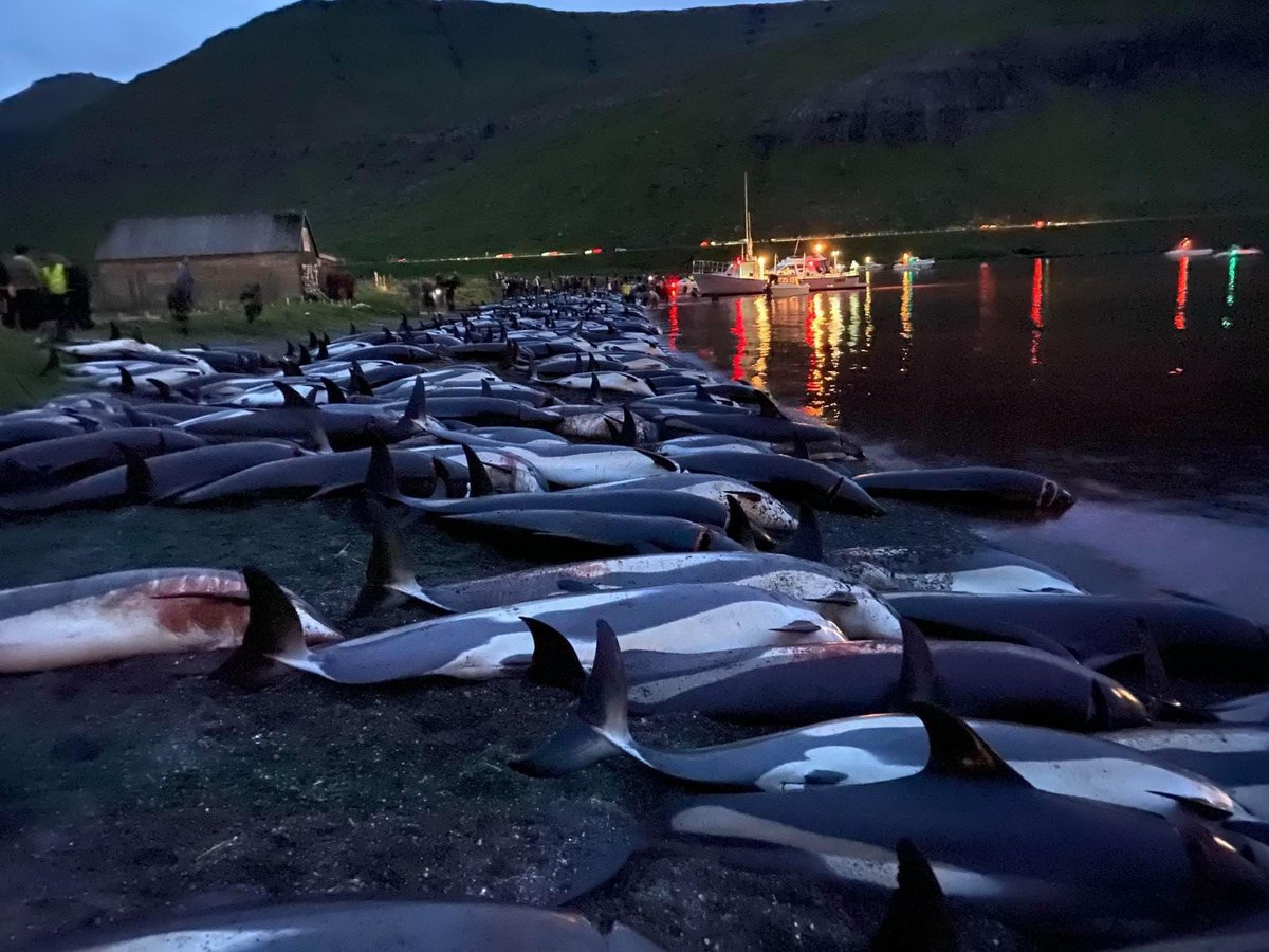 domdyer70's tweet photo. Hey @BorisJohnson how can we be a world leader in animal welfare when we agree a £50 million Brexit trade deal with Faroe Islands despite this medieval barbarism. We should end the deal to buy their cod, unless this disgusting blood bath ends @ZacGoldsmith @carrielbjohnson https://t.co/PiXwfnzT92