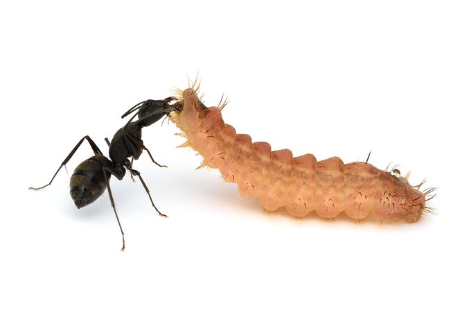 Kudo Seiyaさん の最近のツイート 3 Whotwi グラフィカルtwitter分析