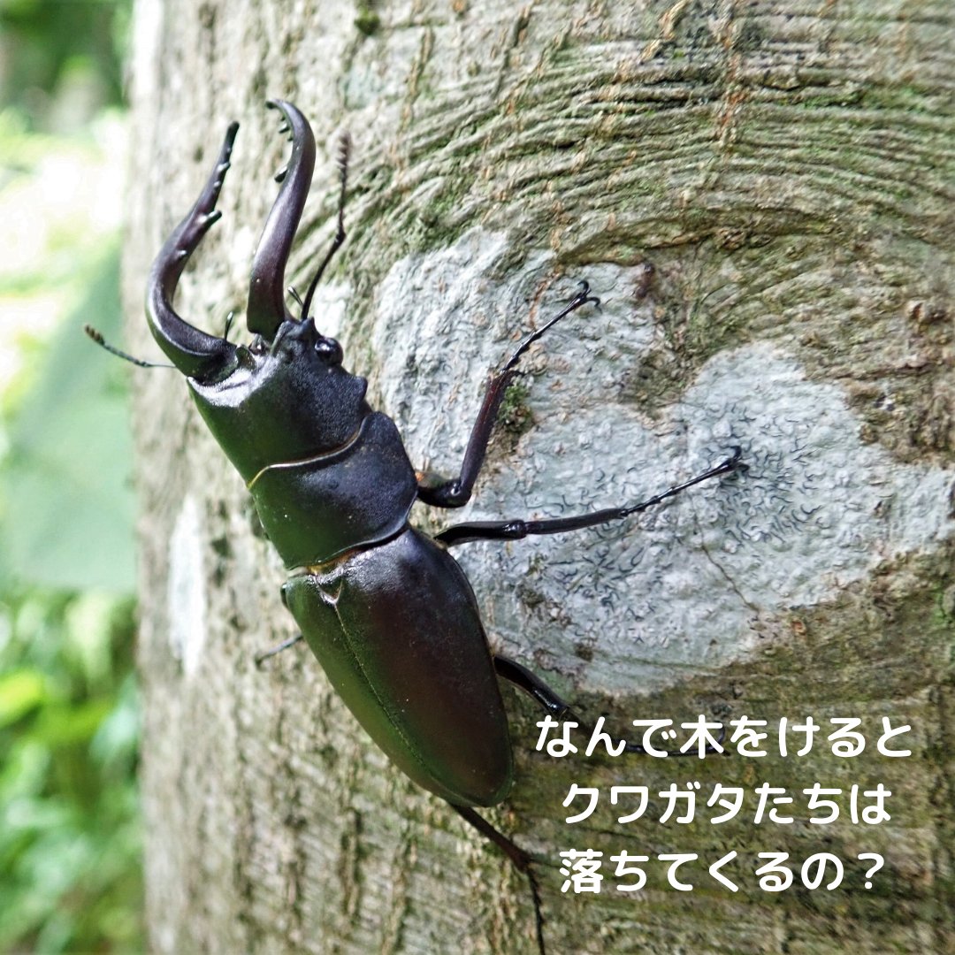 insectchobihige's tweet photo. 【何で木を蹴るとクワガタたちは落ちてくるの？】
昨日紹介した動画でも木を蹴ってクワガタを落としましたが、なんで落ちてくるのか！
その秘密はこちら！
https://t.co/XLGz1btuML https://t.co/pUKgk7vBLW