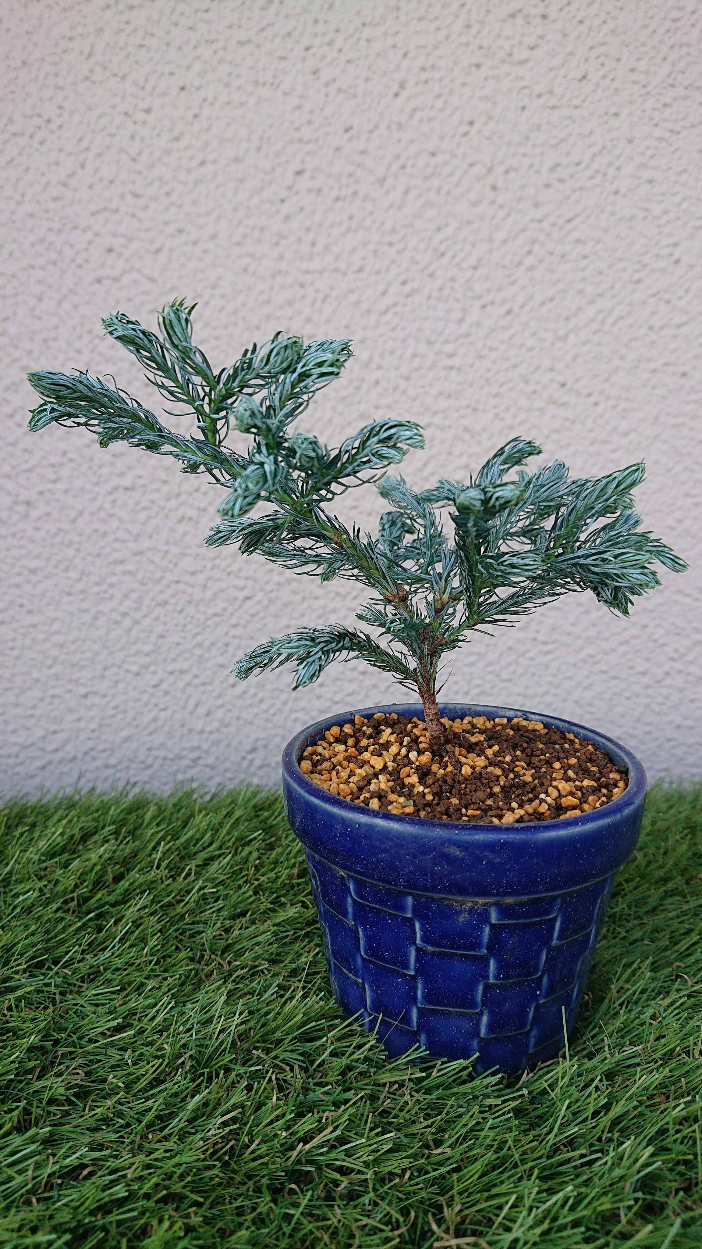 ボールバード Twitter Search Twitter