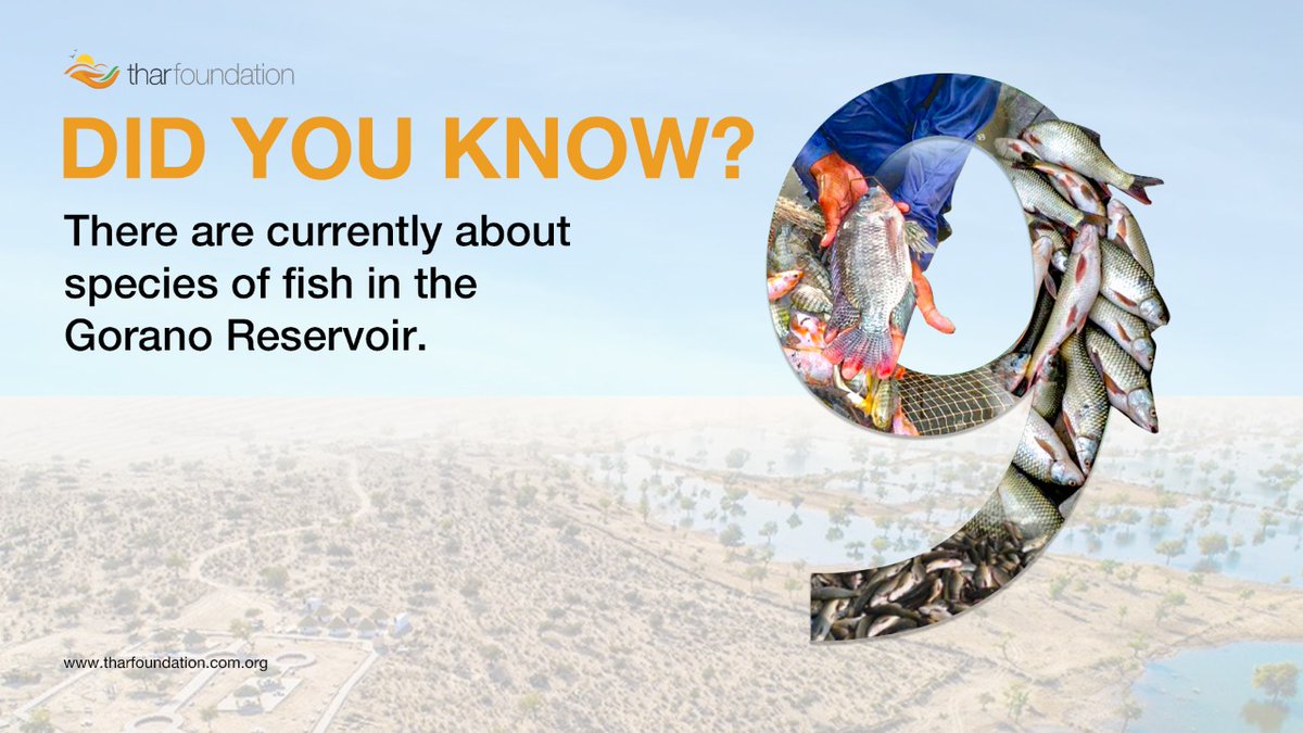 TharFoundation's tweet photo. There are about 9 species of fish in the Gorano Reservoir. The fish raised at Gorano are purely organic with no artificial chemical used at any point for breeding and has been declared fit for human consumption by medical laboratories.
#TharFoundation #DidYouKnow #Thar #Gorano https://t.co/NDNozgAfsh