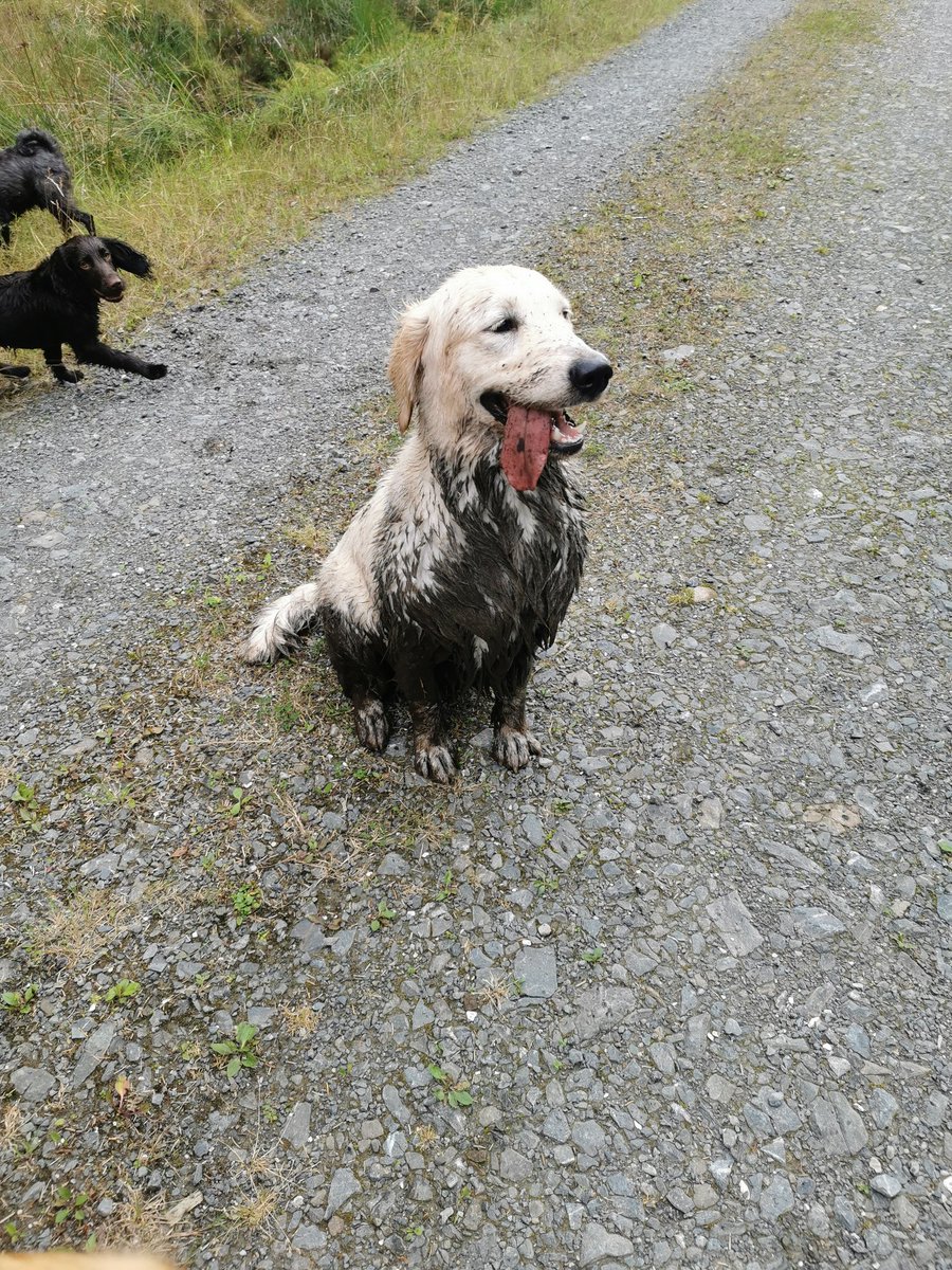 MaryNei57783557's tweet photo. Dora likes a wee mud treatment https://t.co/IeP2LdyIwP