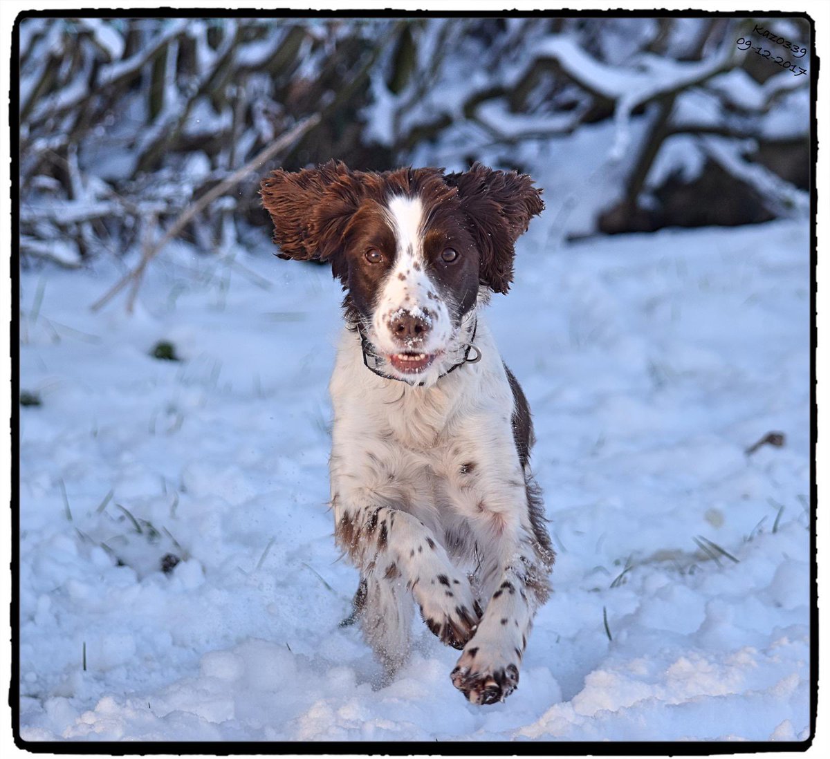 Warwickshire Police Dog Section tweet media