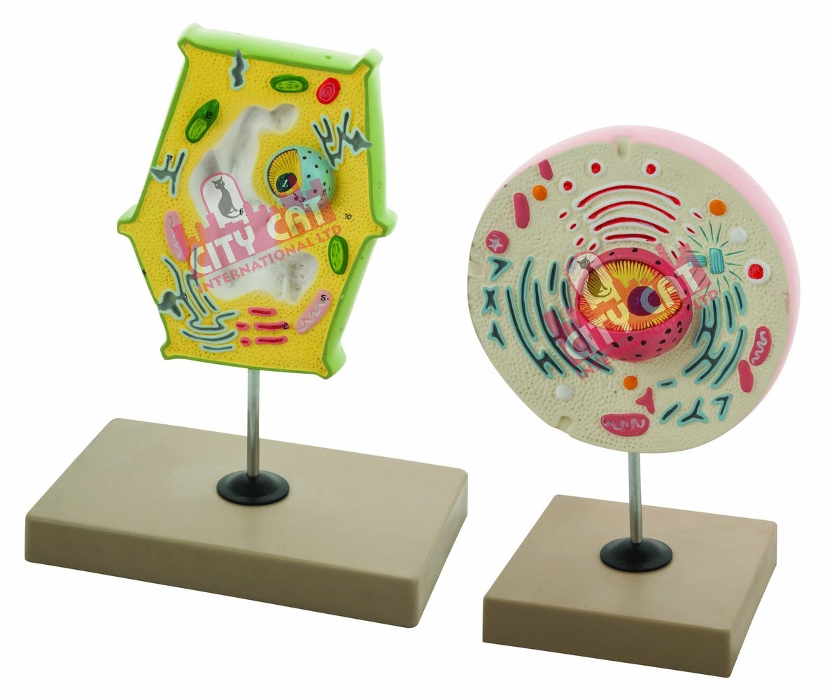 City_Cat_Lab's tweet photo. CityCat School Lab Equipments
#biologyequipments 
~Animal Cell Models

For more Laboratory Products kindly visit below website:
URL: https://t.co/sHvOnX36CF

Follow us on:
LinkedIn: https://t.co/HSjy4KOA2c

Twitter: https://t.co/NxH6ii286u

Facebook: https://t.co/nuPJYVbYrM https://t.co/MpZPJKPHLx