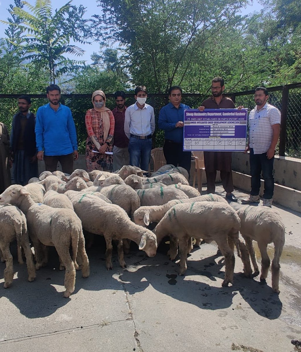 DirSHDK's tweet photo. #Establishment of #four (04) 25-ewes sheep units (participatory mode) under #ISDS scheme by a committee headed by #JD Extension, SHD Kashmir at 
@DSHOGanderbal.

@OfficeOfLGJandK 
@AdvisorBJKGovt 
@DivisionalComm1 
@dcganderbal 
@diprjk https://t.co/gcwsbSmJg8