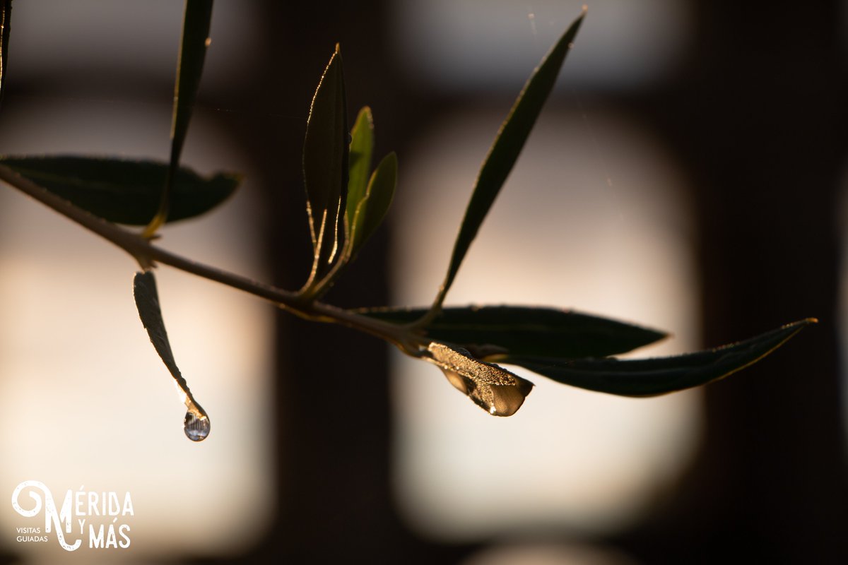 Y así amanecía hoy en #Mérida tras el día de lluvias de ayer. #AcueductoDeLosMilagros