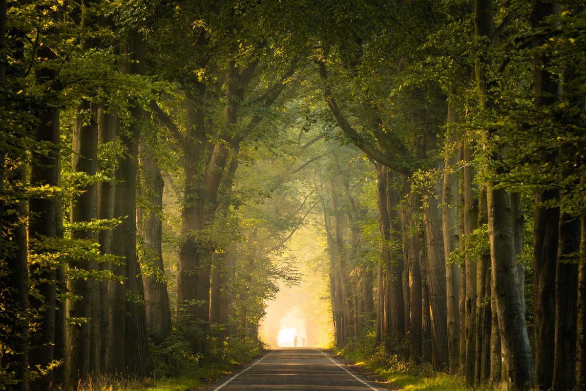 albertdrosphoto's tweet photo. Same road, different seasons. https://t.co/S7YSl8pmRK