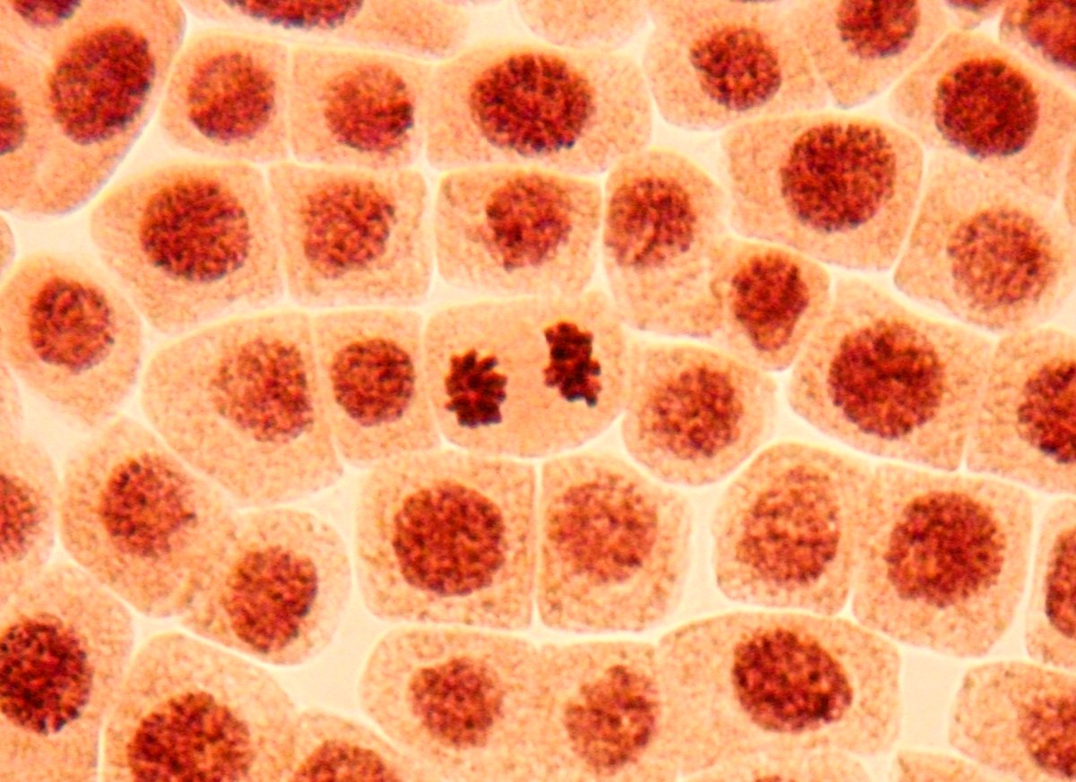 magtivio's tweet photo. Check out our MagSi-DNA Tissue &amp; Cells kit, intended for manual and automated isolation of genomic DNA from mammalian tissue samples and eukaryotic cells. https://t.co/J5KgKiBobV https://t.co/1OaE2AvVgK