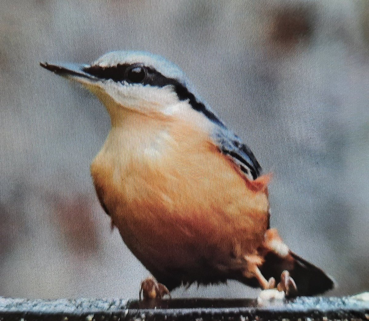 Nuthatch  - garden wildlife <a href="/Scots_Wildlife/">Garden Wildlife Scotland 🏴󠁧󠁢󠁳󠁣󠁴󠁿🦇🦋🐝🐸🦔</a> #westcoast