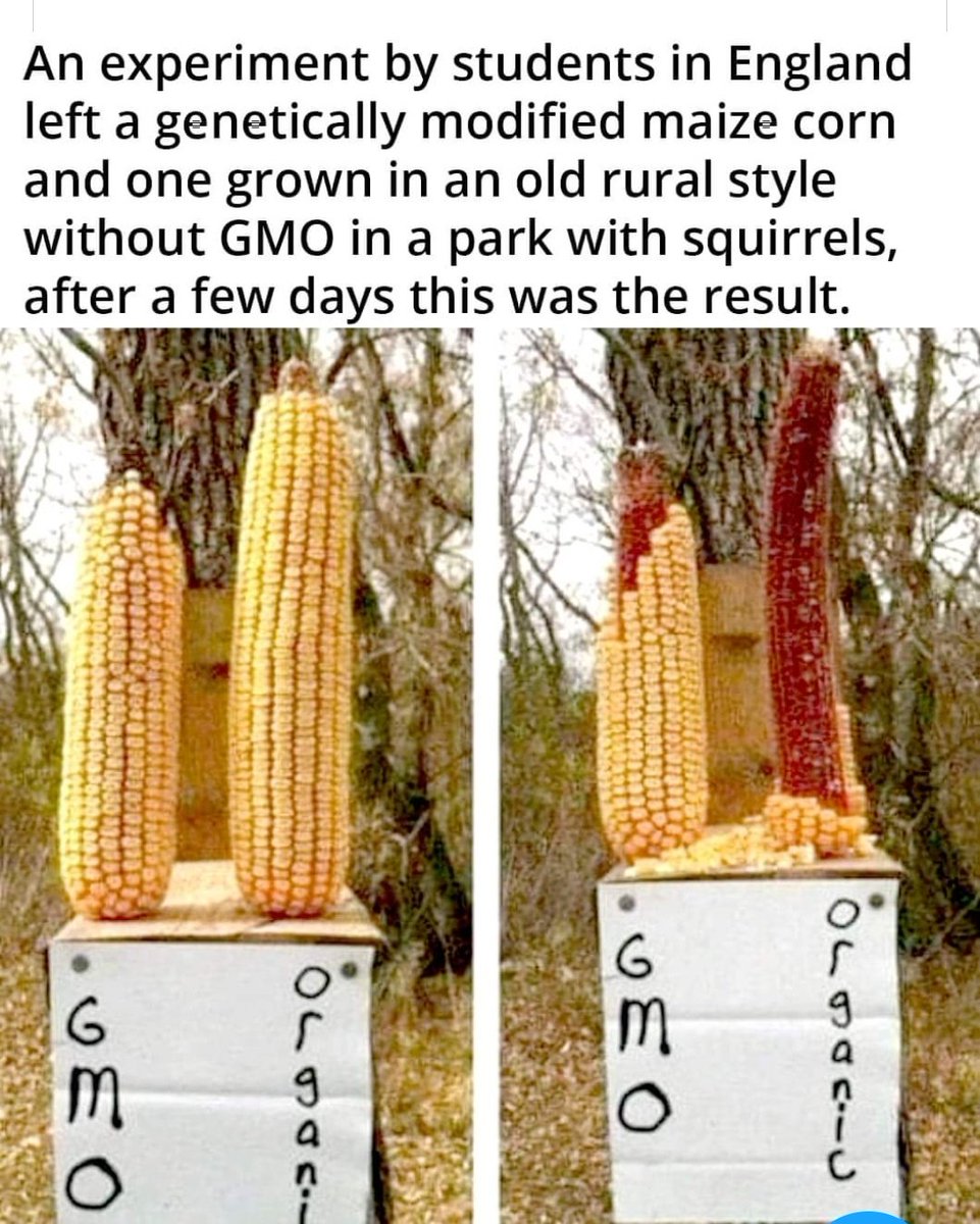 статистика вегетарианцев в мире. сколько живут вегетарианцы. продолжительность жизни вегетарианцев и мясоедов. сколько веганов в мире статистика. график вегетарианство.