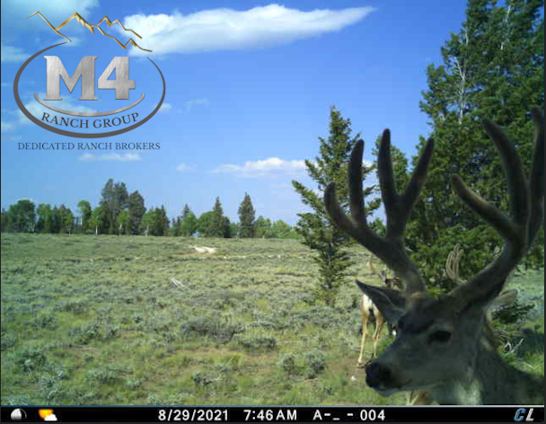 M4RanchGroup's tweet photo. A handsome buck photographed on Slater Ranch
•Located in Powderhorn CO
•251.69± acres
•$629,000
https://t.co/TNeHr7yDxo
#m4ranchgroup #Coloradoelkhuntingranchforsale #Coloradodeerhuntingranchforsale #Coloradohuntingranchesforsale #cuddelinkcamera #cuddeback https://t.co/rYnyVyDlRI