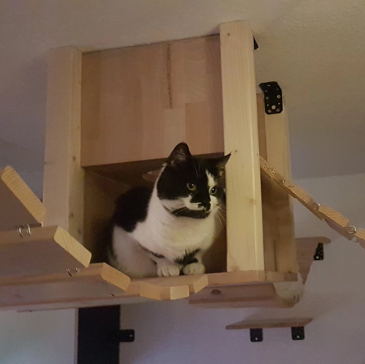 KatzenRevier's tweet photo. #NeuesProfilfoto https://t.co/u7iBFFliRc