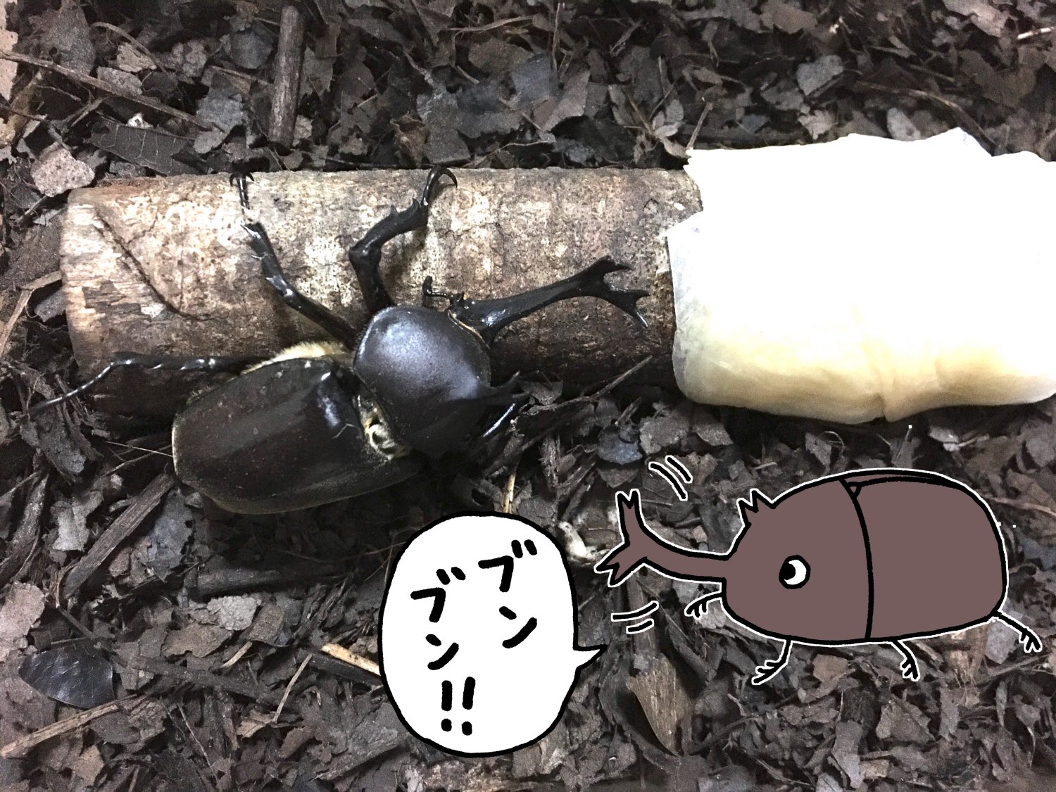 Japaneserhinocerosbeetle Twitter Search Twitter