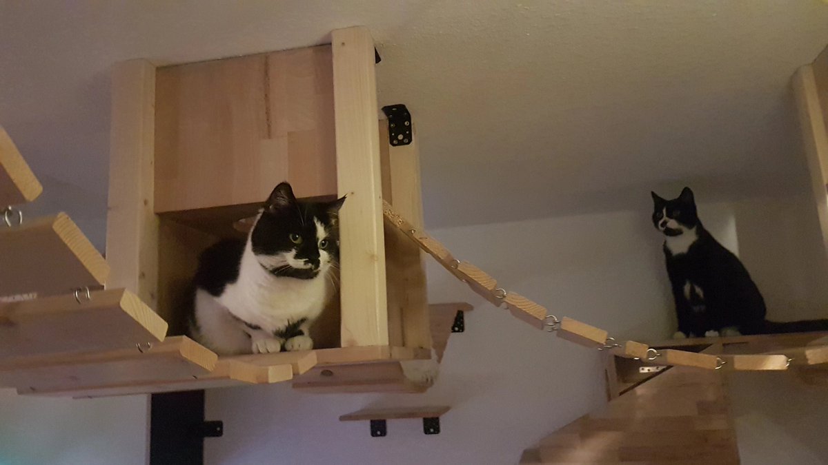 KatzenRevier's tweet photo. https://t.co/uDYYzCug25
#Katze  #katzenhöhle #kitten #kater #tatze #mieze #miezekatze #lieblingskatze #selbstgebaut #berlin #katzenbabys #katzenfreunde #katzenleben #katzenspielzeug #hängebrücke #katzenglück #österreich #schweiz #meinekatze #wohnungskatzen #katerchen #kratzbaum https://t.co/95FZP03pEs