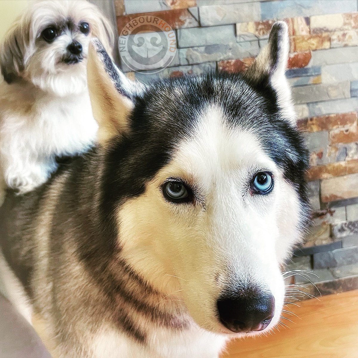 NeighbourHound_'s tweet photo. Has new fren backpack🎒 for skool. Wat u think🤔? #backpack #school #humpday #doggo #friends #husky #papaya @husky_community @tinydogsrule @DoggosDT @dogmomsquad @HeckinGoodDogs @dog_rates @dog_feelings @pupsdailyy @officialfloof @DogsCanada @torontodogs_com https://t.co/eJ5w2jE2Af