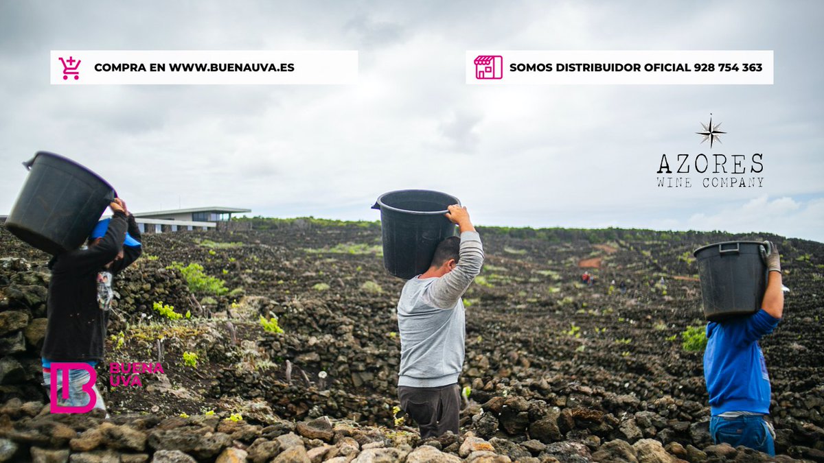 ¿Quién dijo que vendimiar fuera fácil? 
•
En la isla de Pico no lo es.  Los amigos de <a href="/azoreswineco/">Azores Wine Company</a> nos mandan alguna imágenes de la vendimia.
•
Viñas que se protegen del viento con muros. Un paisaje único, pero que conlleva un trabajo extra, al menos no caerse.
