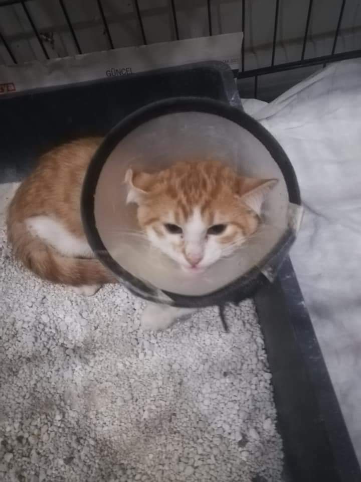 ⚠️⚠️YUVA İLANI ESKİŞEHİR LÜTFEN RT DESTEĞİ VERİN, ENGELLİ CANLARA ÖNCELİK⚠️⚠️
Bu çocuğu birisi tek bacağına naylon dolanmış şekilde buluyor. Bacağı kangren olduğu için almak zorunda kaldılar. Sokakta yapamaz, sıcak bir yuvaya ihtiyacı var. 2-3 aylık, erkek.