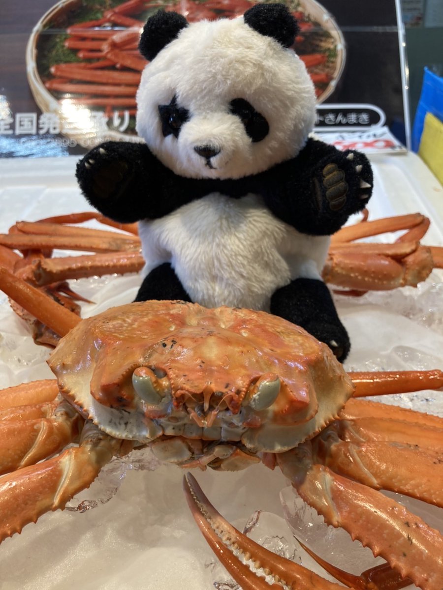 明日の #ZIP!は #境港市 から生中継📺 #蟹取県 の旬をお届け