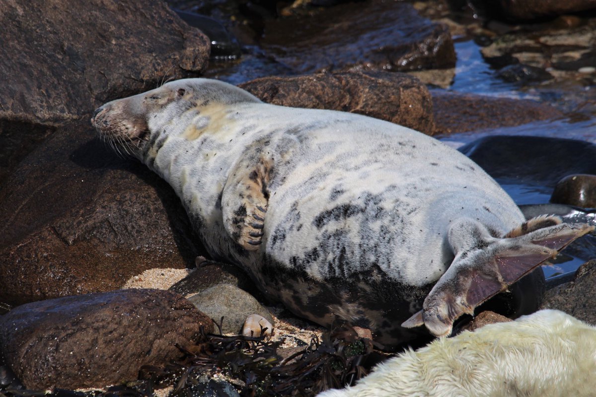Irish Garden Birds tweet media