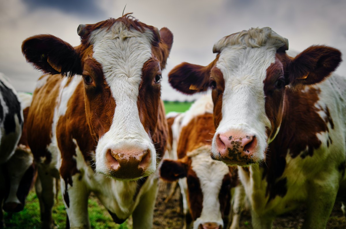 journal_animal's tweet photo. #article : Evaluation of #nitrogen excretion equations for ryegrass pasture-fed #Dairy  #cows 🐄
( C. Christodoulou et al) https://t.co/XI3h29JCoo @ElsevierVetNews @BSAS_org @INRAE_DPT_PHASE @EAAPofficial https://t.co/anRe3Cis9Z