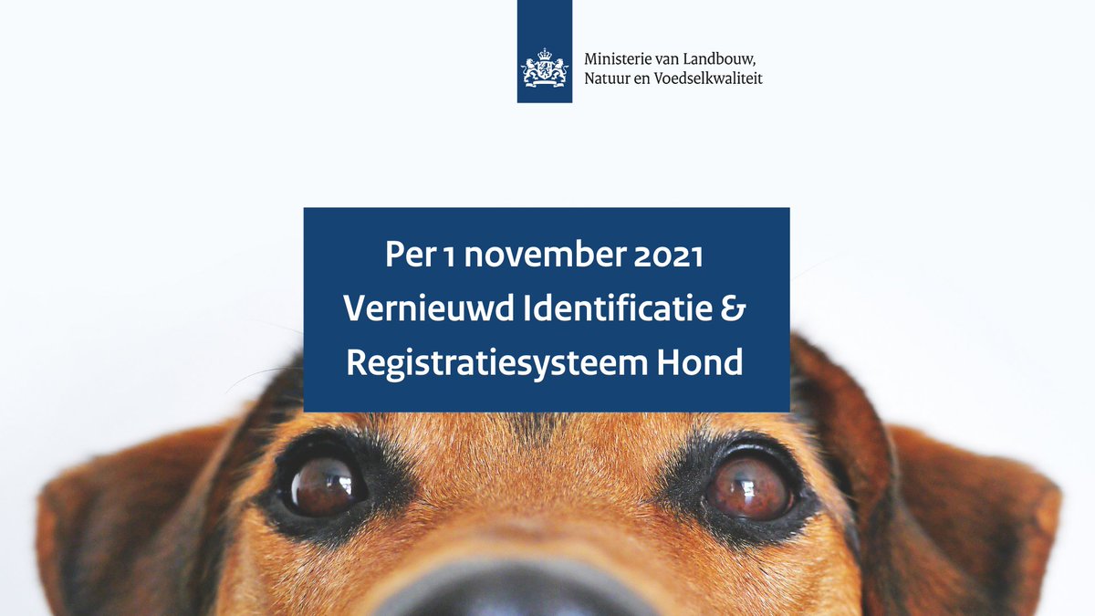 Een hond kan vanaf 1 november alleen verkocht of overgedragen worden als deze is gechipt en geregistreerd is én voorzien is van een paspoort. Met dit vernieuwde identificatie- en registratiesysteem zorgen we voor een betere controle op de hondenhandel.⤵️
rijksoverheid.nl/actueel/nieuws…