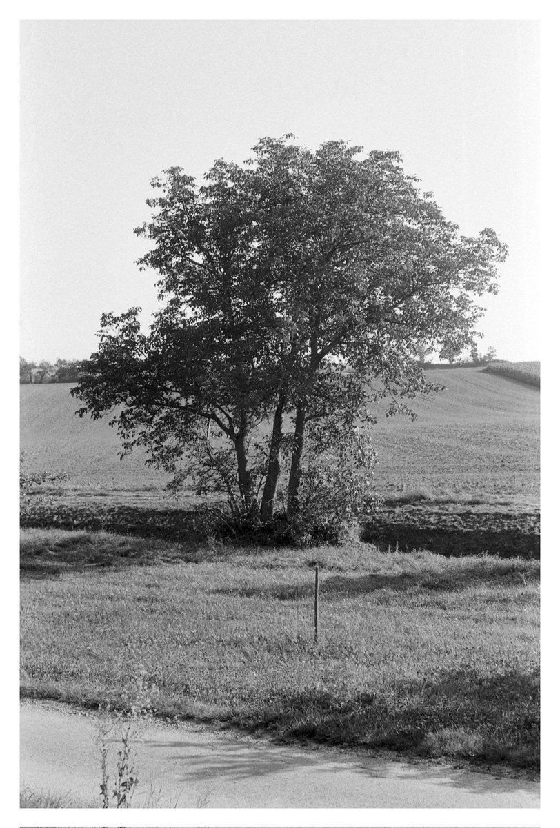 seven16photo's tweet photo. Film
Minolta X-700
#ilford #blackandwhite #film #analog #filmphotography #retrophotografie #写真 #撮影 #canon #streetphotography  #フィルム #analogshooter #orthoplus #bnwphotography https://t.co/a6ofQb6jI1