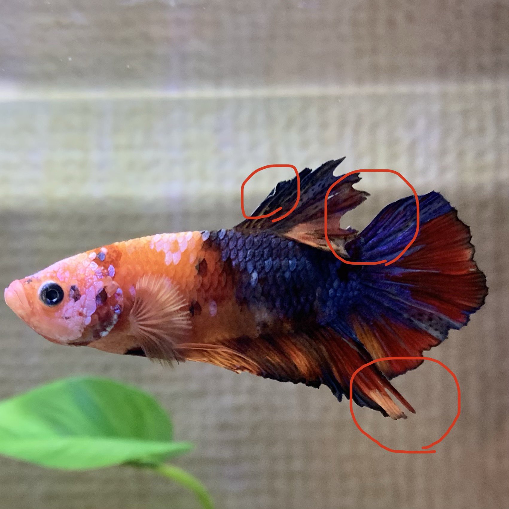 ベタ病気 Twitter Search Twitter