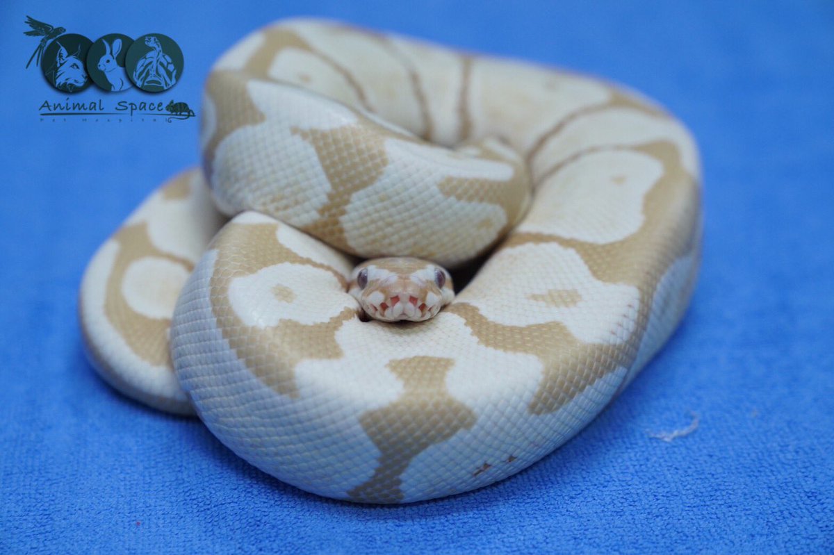 pet_space's tweet photo. เวลามาหาคุณหมอก็จะเป็นก้อนๆ 🥰

#งู #บอลไพธอน #exoticpet #snake #ballpython #งูหลามบอล #สัตว์โลกน่ารัก #รักษางู #รักษาสัตว์ #สัตวแพทย์ #animalspace https://t.co/G2LY0eOJHT