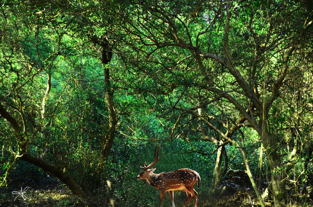 abduphotography's tweet photo. Stand alone - #deer #nature #ranibagh #nationalreserve #animal #wildlife #beautiful #colors #mammals #nikond5100 #archives #beautiful #amazing #lonelydeer

500 PX (HQ): https://t.co/TfkhiMOXfL

Facebook: https://t.co/0JZxkwrrUx

Instagram: https://t.co/LPjkzspUSW https://t.co/eQeTIpVaYb