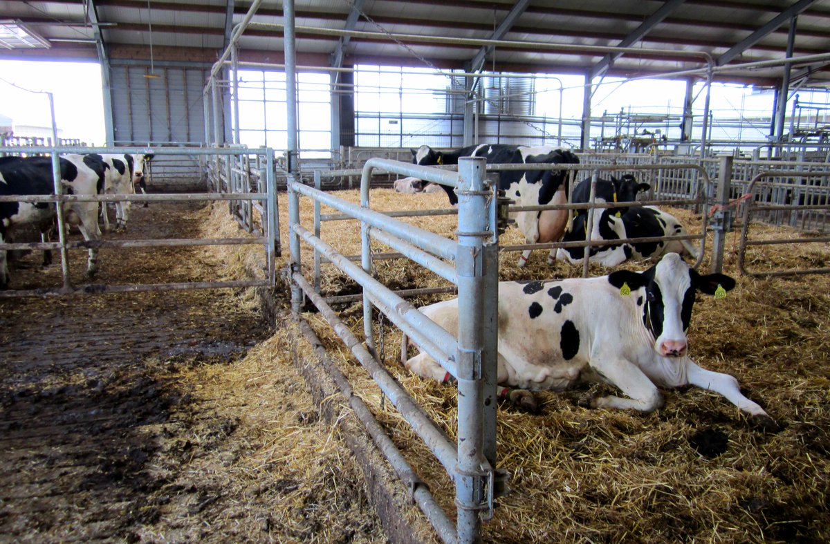 ClimateNewsDay's tweet photo. To save the planet, cut down on milk as well as meat
By Alex Kirby
https://t.co/AhFSD1fiee #ClimateCrisis #ClimateEmergency #ClimateAction #ClimateAnxiety #ClimateWeekNYC #ClimateActionNow #climatestrike #climatechange https://t.co/WfLfxrGEvE