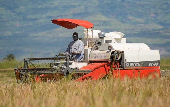 #Happening #Today: @IFDCnews' REACH Project webinar will feature insights from two of our partners in the potato and rice sectors. 

To listen to their experiences, join us online #today at 2:00pm EAT (11:00am UTC) by registering at the link here: us02web.zoom.us/webinar/regist…