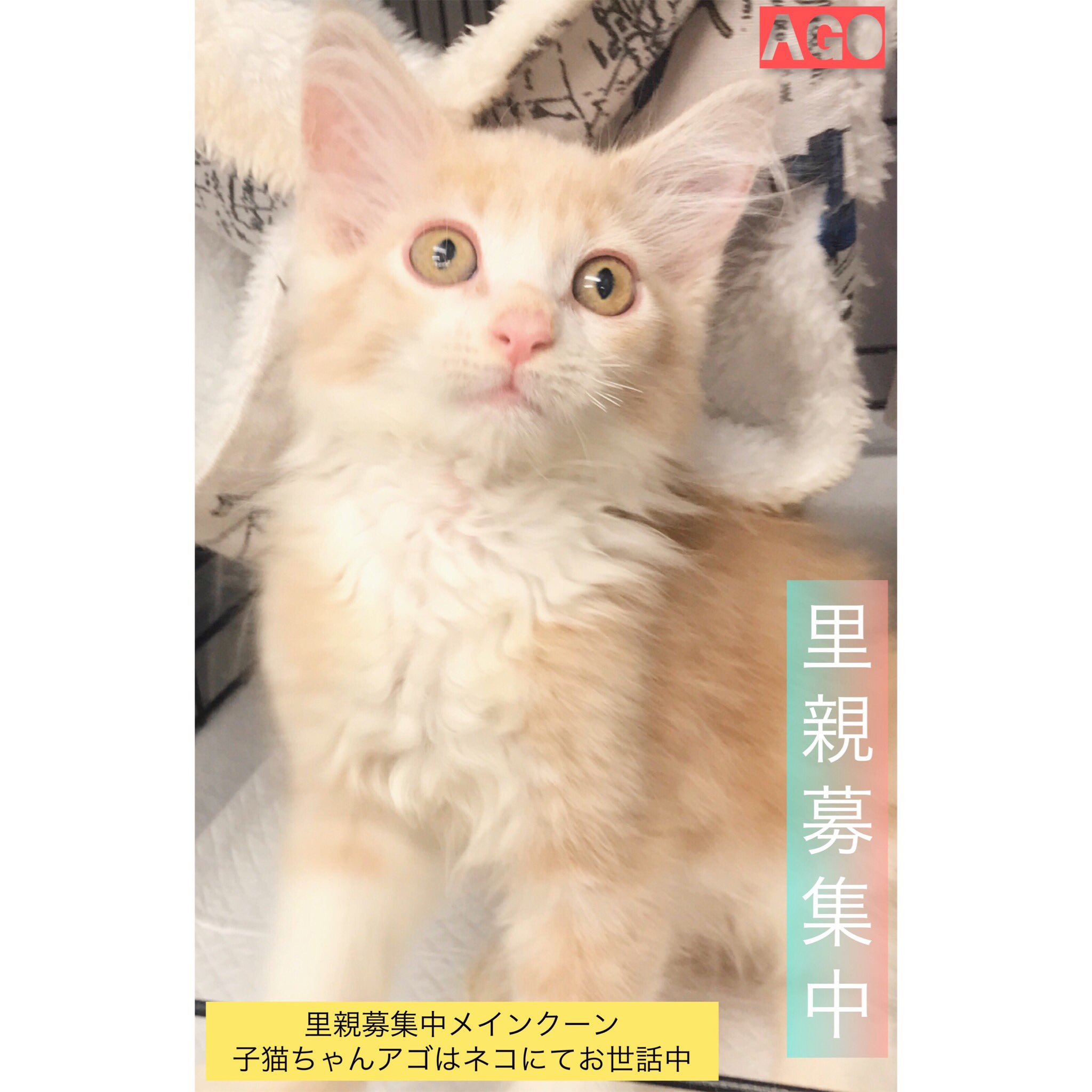 アゴはネコ 里親譲渡 保護猫 通常販売の 動画の子は里親募集中 メインクーン子猫 とっても可愛い 子です 1日でも早く温かい里親 様のところで幸せになりますように 只今アゴはネコにてお世話 里親募集中 保護猫 多くの方に知ってもらえ事により アゴはネコ 里親譲渡 保護猫 通常販売の 動画の子は里親募集中 メインクーン子猫 とっても可愛い 子です 1日でも早く温かい里親 様のところで幸せになりますように 只今アゴはネコにてお世話 里親募集中 保護猫 多くの方に知ってもらえ事により