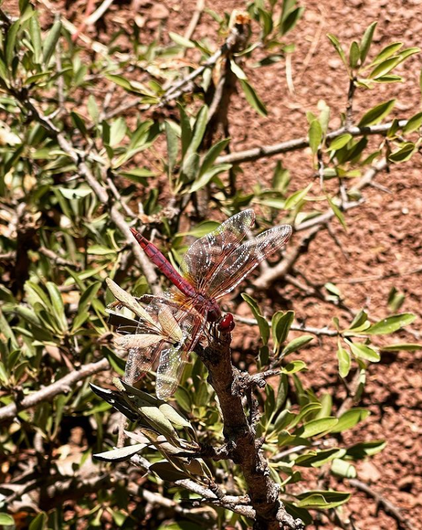 Pour se motiver, chaque début de semaine nous publions vos photos du territoire. Ici, cette magnifique #photo prise au Lac du #Salagou, on adore 💚 #biodiversite #libellule #MondayMotivation #MondayVibes
📸 Instagram : @Mumofgabriel