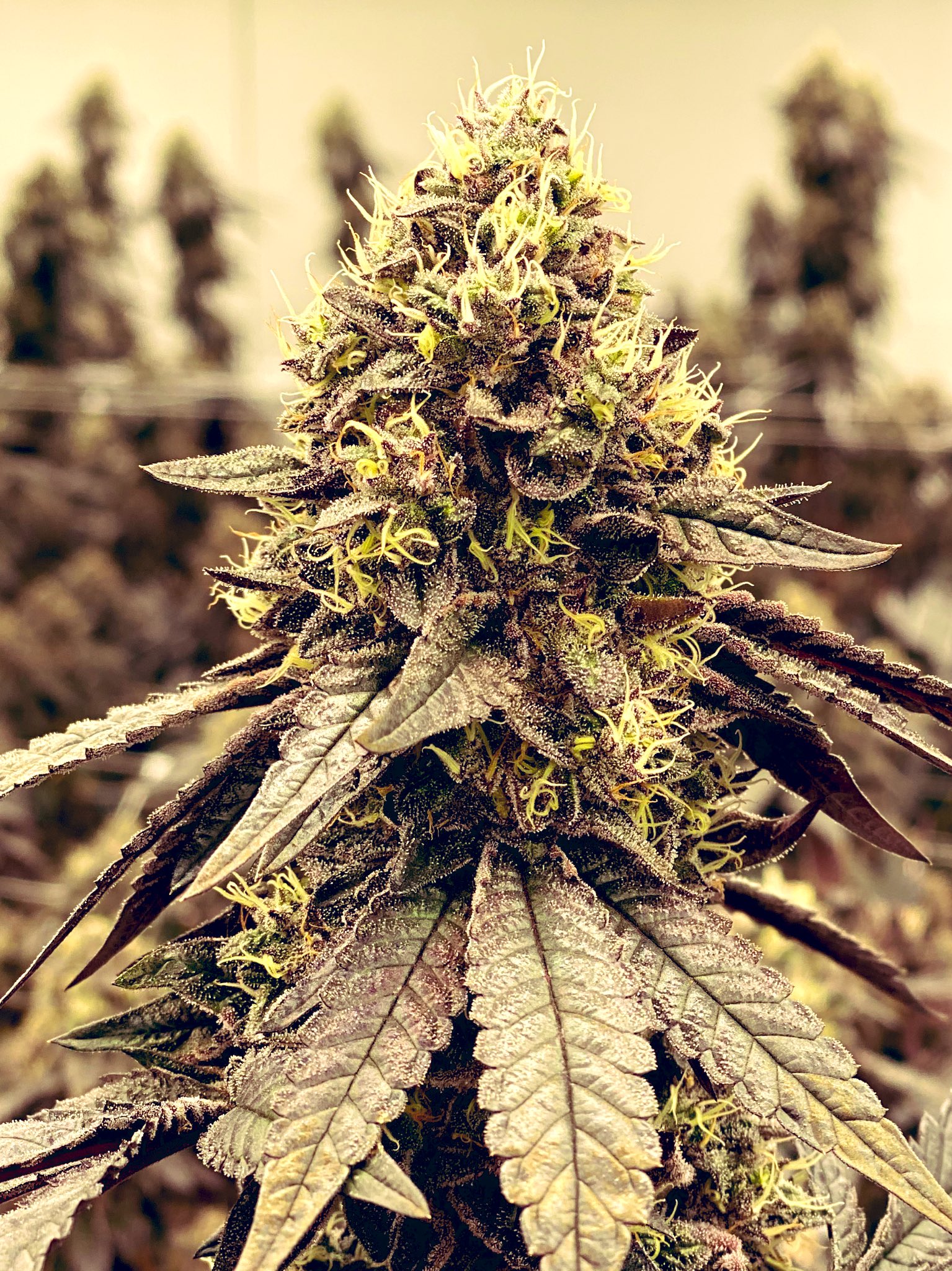 RISE Dispensaries (risecannabis) / Twitter