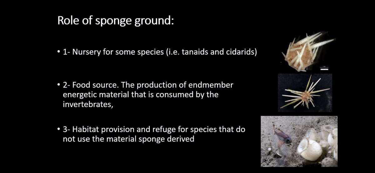 Deep-Sea Biology Society tweet media