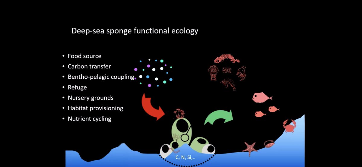 Deep-Sea Biology Society tweet media