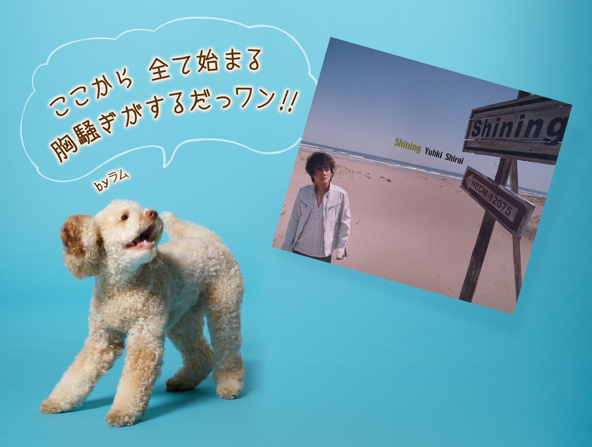 Yuhki Shirai 白井裕紀 お知らせ 自身初となるアルバムをリリースする事が決定 しかもセルフカバーアルバム 04年 アニメ テニスの王子様 Op Shining でデビューして以来 実に17年の時を経てのアルバムリリース 詳細は後日改めて 明日16日19