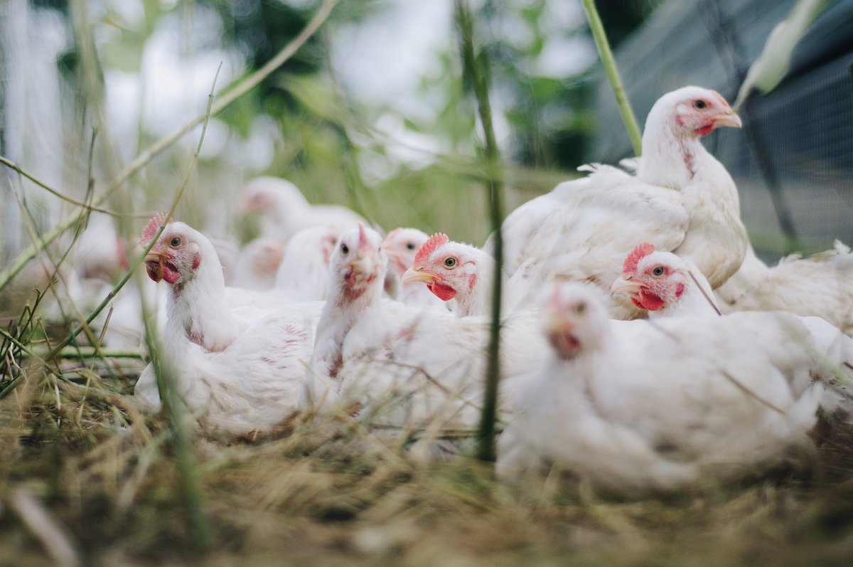 The Global Leaders Group on #AntimicrobialResistance have called for all countries to significantly reduce the levels of #Antimicrobials used in global food systems. This includes reducing the use of growth promoters in livestock fao.org/news/story/en/… #AMR #Antibiotics #Health