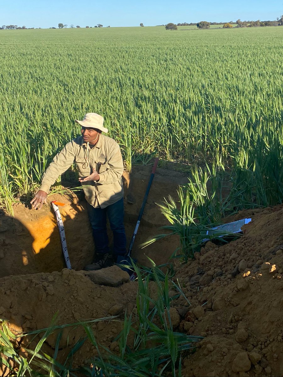 Tony Sachse (@tonysachse) on Twitter photo Big Day Out on #soils for the Lake McDermott Catchment Group <a href="/azam_gaus/">Dr Gaus Azam</a> @JenniClausen_ @BrendanGeraght3 <a href="/AmberB_C/">Amber BC</a> <a href="/DPIRDWA/">DPIRDWA</a> <a href="/theGRDC/">GRDC</a> <a href="/Nick__Gillett/">Nick Gillett</a> <a href="/bobnixon11/">Bob Nixon</a> <a href="/MADFIG14/">MADFIG</a> <a href="/GGA_WA/">Grower Group Alliance</a> Big Day Out on #soils for the Lake McDermott Catchment Group <a href="/azam_gaus/">Dr Gaus Azam</a> @JenniClausen_ @BrendanGeraght3 <a href="/AmberB_C/">Amber BC</a> <a href="/DPIRDWA/">DPIRDWA</a> <a href="/theGRDC/">GRDC</a> <a href="/Nick__Gillett/">Nick Gillett</a> <a href="/bobnixon11/">Bob Nixon</a> <a href="/MADFIG14/">MADFIG</a> <a href="/GGA_WA/">Grower Group Alliance</a>