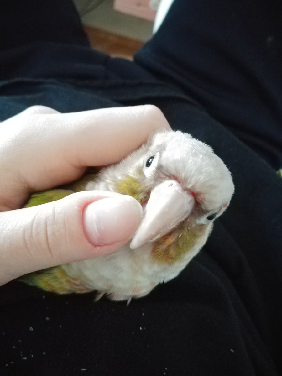 앵혓바닥에 진심 (@bird_byeol_) on Twitter photo 