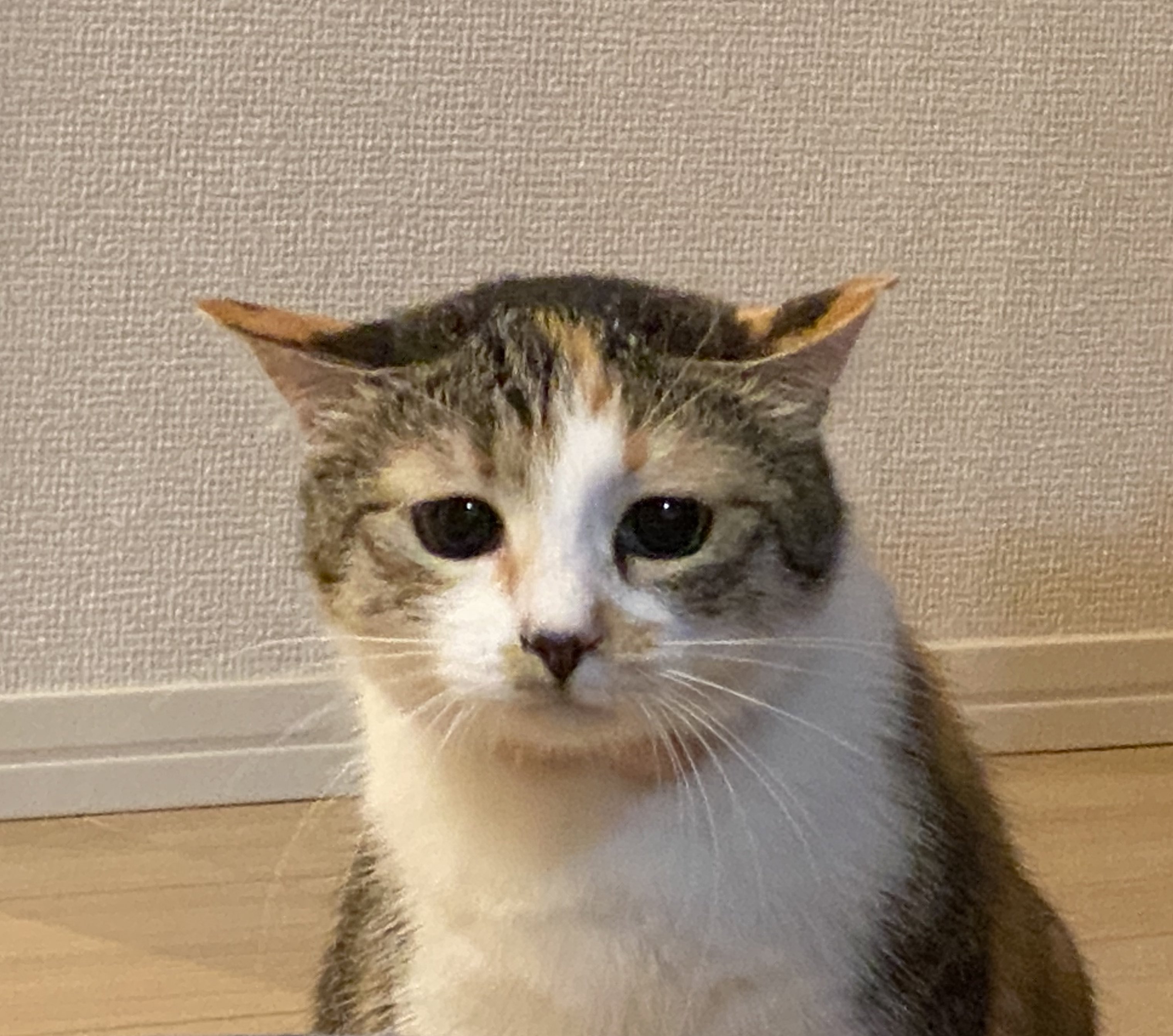 パステル三毛猫 ネネ Pastel Nene Twitter