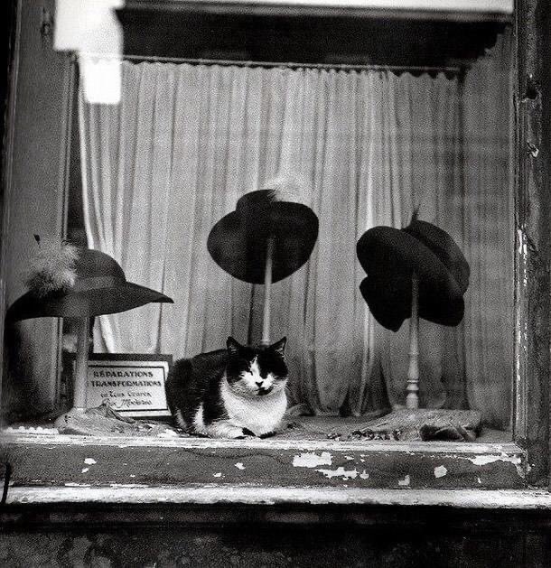 timbooth75's tweet photo. "Deliliğin hiç olmazsa mazisi şanlı. Aptallığın şerefli bir tarihi bile yok!"
Peyami Safa
#peyamisafa 📖: #sadeceedebiyat 

📸: #lostinhistory   Le Chat Au Chapeau. Paris. 1937. #Brassaï https://t.co/bV2dtfQIsB