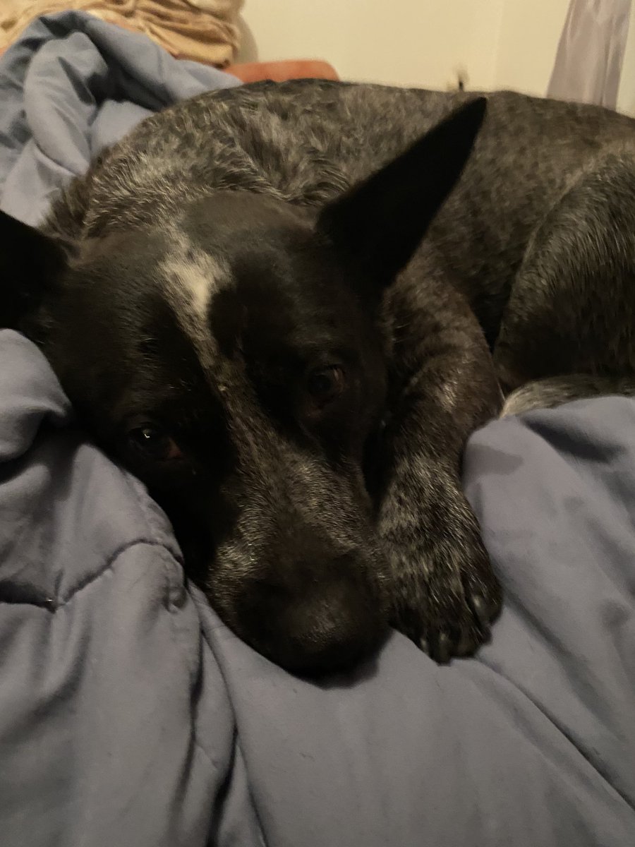 Good night everypawdy no zombs on our pawtrol tonite we are off to bed now sweet dreams frens #ZSHQ #dogsoftwitter