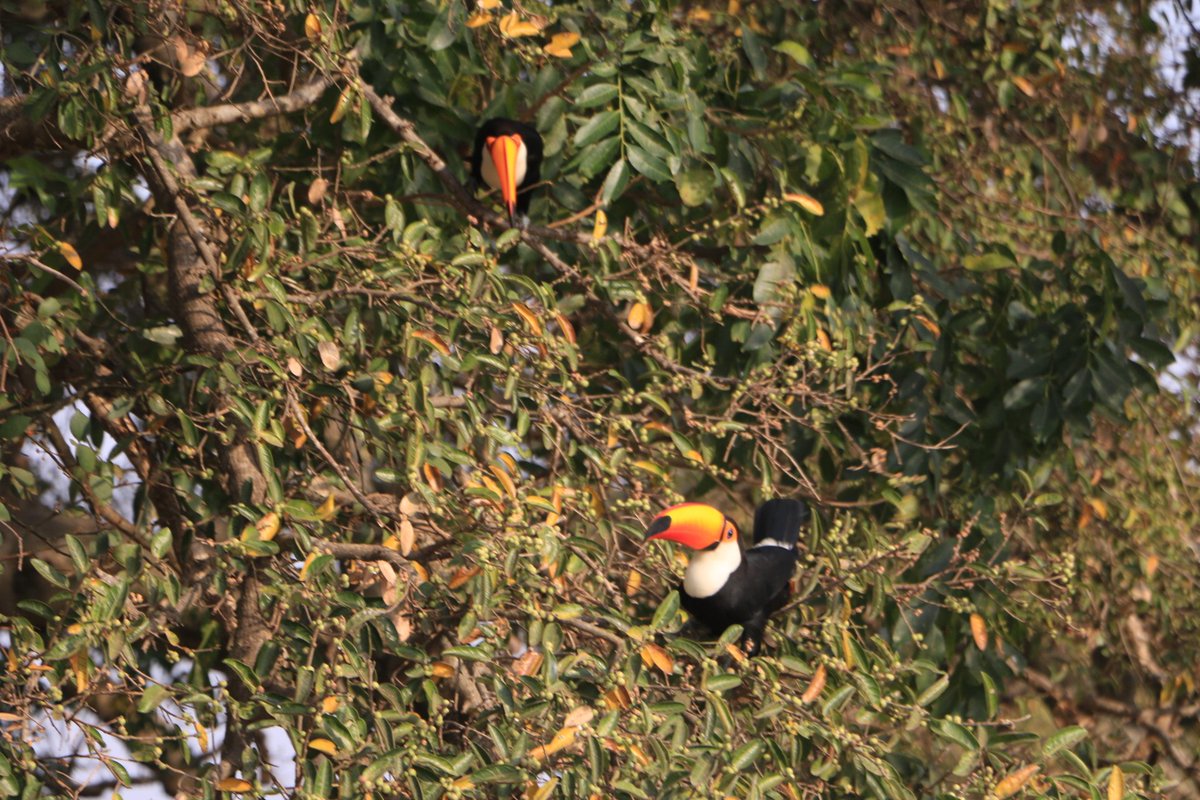 BitSchunke's tweet photo. @gilsonmachadont @joaoromaneto @onyxlorenzoni Ministro, não se esqueça do Pantanal de Mato Grosso do Sul! https://t.co/UbCe6Hppo1
