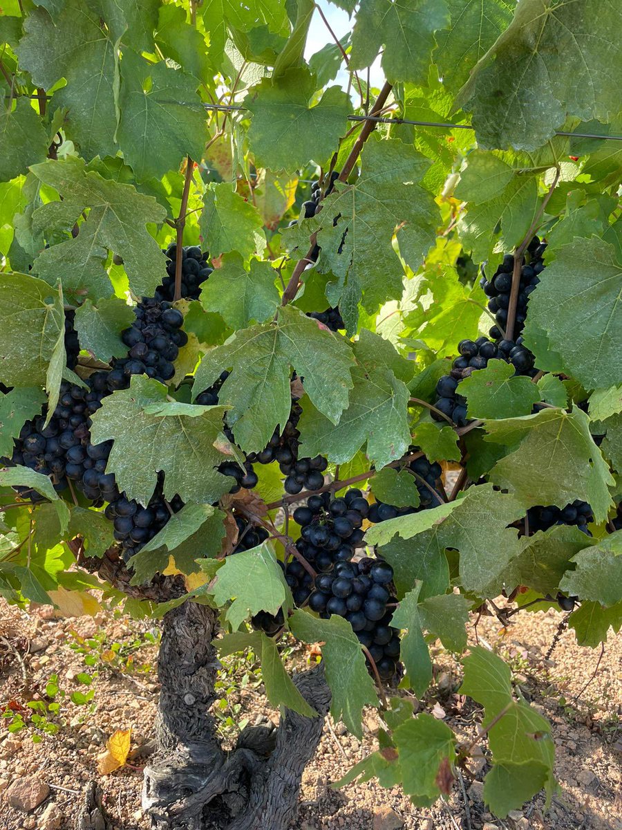 Vendanges 2021 c’est parti ! 🍇 #beaujolais #Vendanges