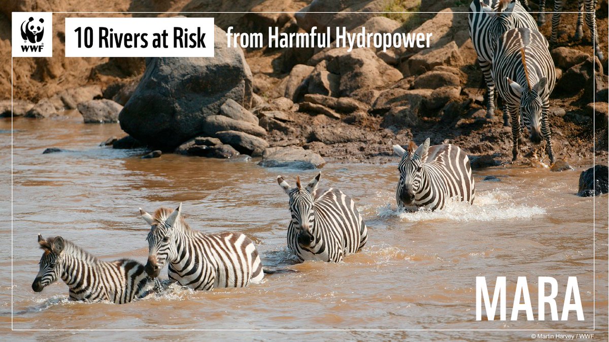 WWFLeadWater's tweet photo. Harmful hydropower dams could doom one of the world's greatest wildlife spectacles - the Mara migration

On #MaraDay, we focus on this iconic River at Risk, which also sustains the livelihoods of over 1 million people

https://t.co/6nLothi22n https://t.co/mK4CURFeca