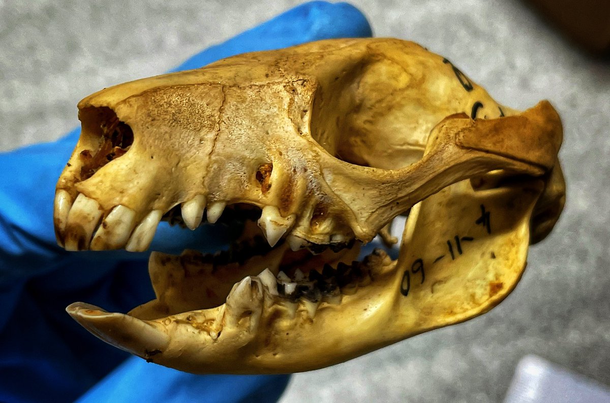 Dr David Hocking tweet media