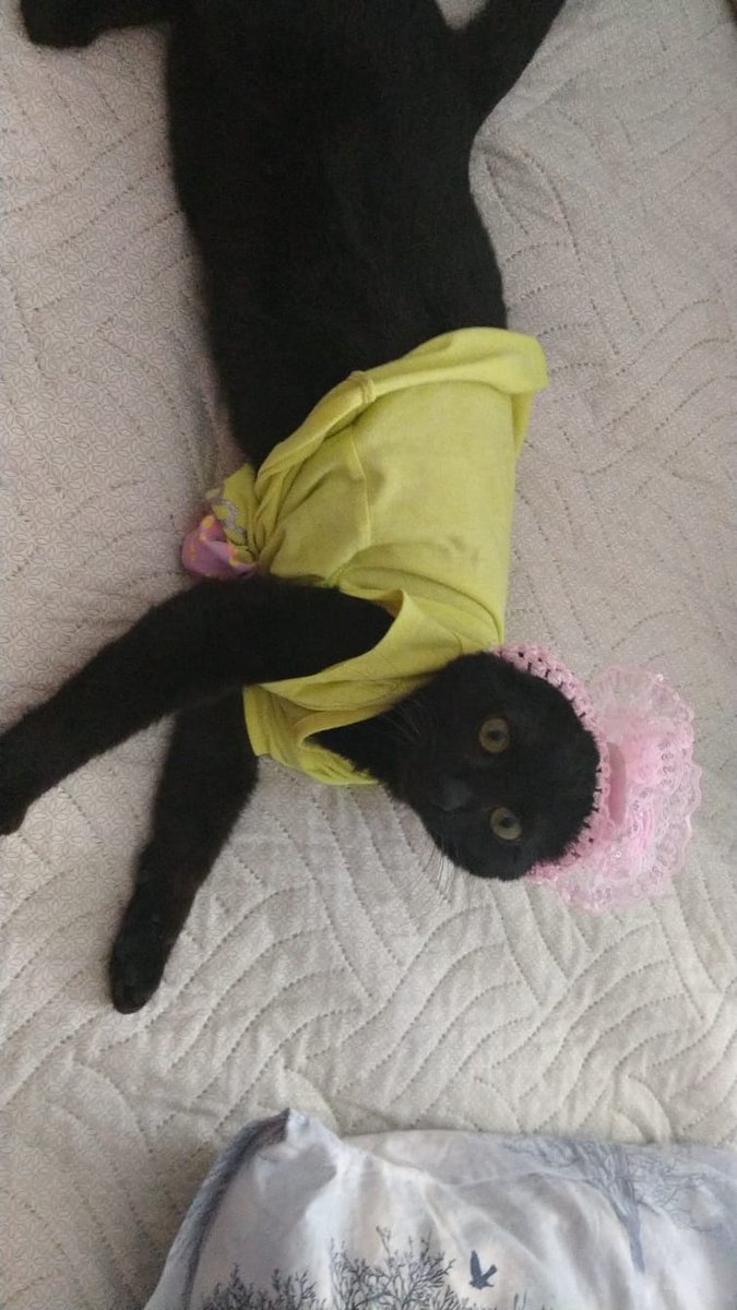 Ankara/Yenimahalle - Geçici / Kalıcı Yuva İlanı
Her ortama ve kediye uyum sağlayabiliyor. Kışın ölmek üzere hastayken bulundu. Aylarca tedavi gördü. Şu an iyileşti. Kısır, 1 yaşında, dişi. Iç dış paraziti var, kum ve mama alışkanlığı var. Iletişim: 05536258590 Sena