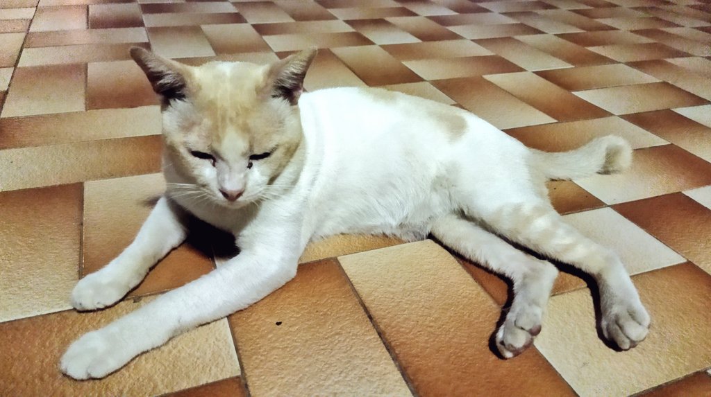 poney yusoff (@poney_yusoff) / Twitter