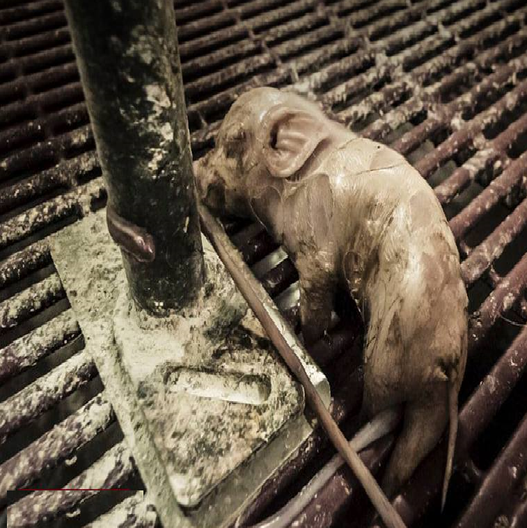 whims, because meat is not 
absolutely necessary to live
in perfect health, indeed it is
the cause of very serious 
health problems. #DontEatFriends